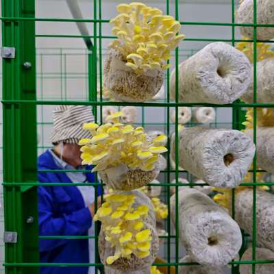 jakość  Commercial Mushroom Farming Made Easy With Mushroom Container fabryka