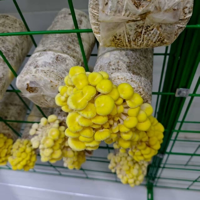 Hodowla grzybów na skalę komercyjną ułatwiona dzięki pojemnikom do uprawy grzybów