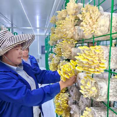 Zrównoważony pojemnik na grzyby dla praktyk rolniczych na obrzeżach wiejskich i miejskich