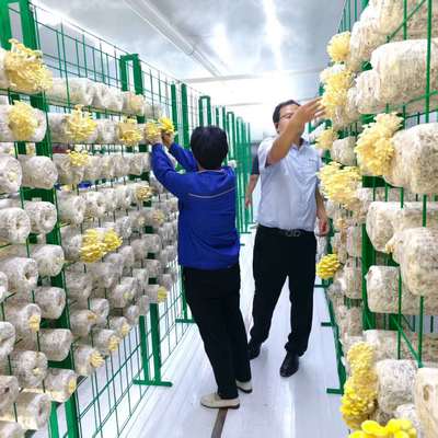 Wszechstronna uprawa grzybów dla efektywnego przetwarzania dużych ilości