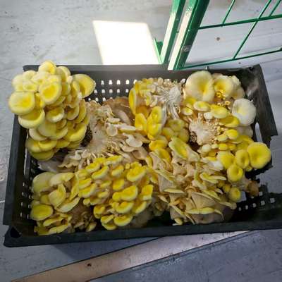 Wysokowydajny pojemnik do uprawy grzybów